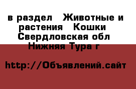  в раздел : Животные и растения » Кошки . Свердловская обл.,Нижняя Тура г.